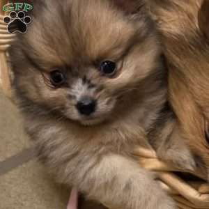 Little Baby Blue, Pomeranian Puppy